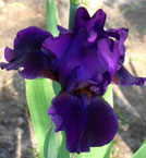 Iris - Vilkdalgis - Dark Waters